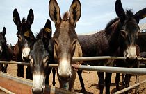 Demand for the Chinese traditional medicine"ejiao" has greatly depleted donkey populations in China and pushed buyers to source skins abroad.