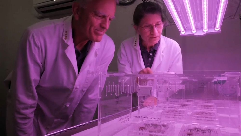 Scientists grow plants in lunar soil - OI Canadian