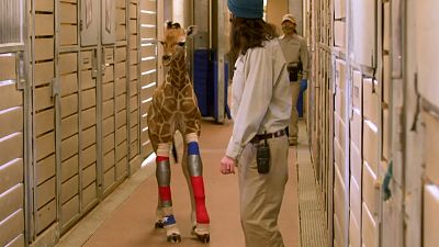 SAN DIEGO ZOO WILDLIFE ALLIANCE