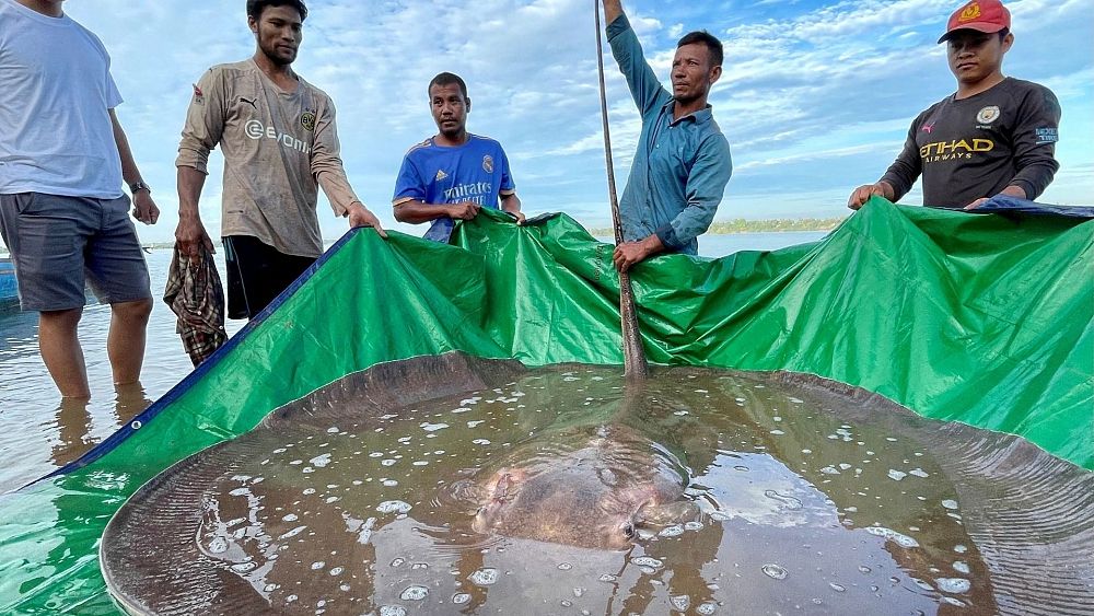 giant-stingray-accidentally-discovered-by-fishermen-in-cambodia
