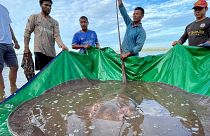 The stingray was accidentally caught by fishermen in an 80-metre (260 ft) deep pool in the Mekong in Cambodia's northeastern Stung Treng province.