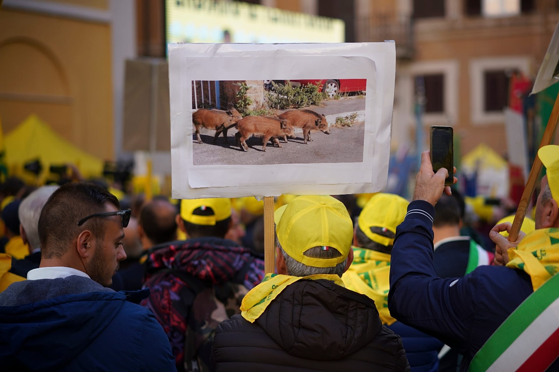 Wild Boars Rome Wild boars are ravaging Rome, here’s how locals are fighting back ...