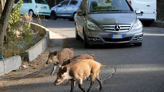 Wild boar walk in front of cars