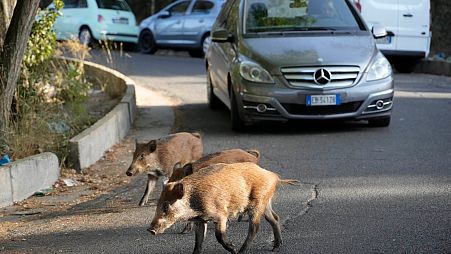 Wild boar walk in front of cars