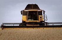 Trabajo agrícola en Ucrania