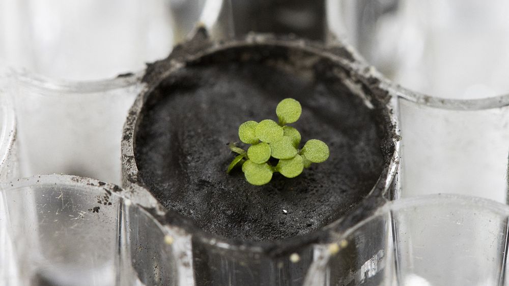 Scientists grow plants in lunar soil samples