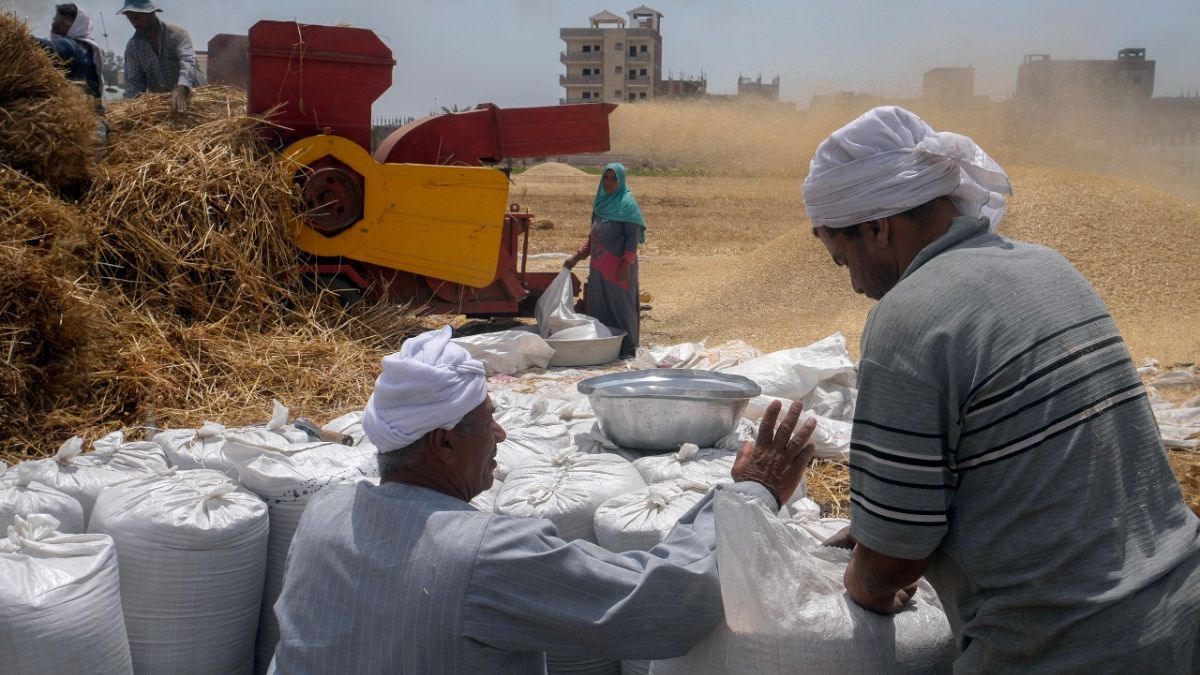 A landowner counts bags of wheat on a farm in the Nile Delta province of al-Sharqia, Egypt, May 11, 2022. Egypt is trying to boost domestic production due to the Ukraine war.