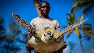 Kenya : le défi de la protection des tortues marines