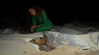 سواحل قطر زیست بوم امن فیل‌های دریایی، کوسه‌نهنگ‌ها و لاک‌پشت‌های دریایی