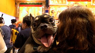 Singapore temple offers pet blessings for Buddhist festival