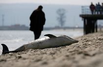 لاشه دلفین در ساحل دریای سیاه در بلغارستان. عکس: آرشیو