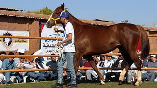 Horses trot to show their best at Libya auction