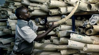 Le Zimbabwe demande l'aide de l'Union européenne pour vendre son stock d'ivoire