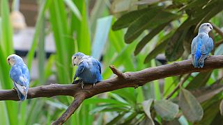Soudan : à Khartoum, un sanctuaire végétal accueille une centaine d'oiseaux