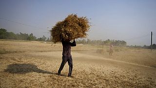 Buğday ihracatını yasaklayan Hindistan'ın dünyanının büyük sekizinci ithalatçısı olması bekleniyordu