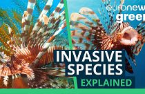 The lionfish is the fastest invasive species to spread in the Mediterranean Sea.