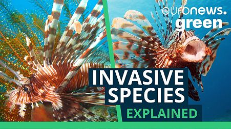 The lionfish is the fastest invasive species to spread in the Mediterranean Sea.