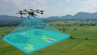 Une entreprise prévoit de planter 100 millions d'arbres d'ici 2024, en larguant des graines depuis des drones dans le ciel.