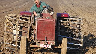 A farmer and his dog sit on a tractor and ploughs the land, in Passendale, western Belgium.