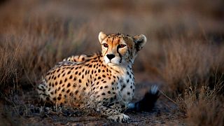 Mideast Iran Asiatic Cheetah