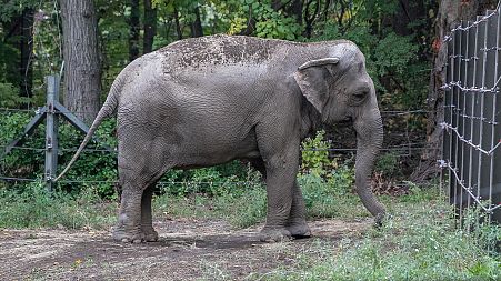 An elephant named Happy is pictured in the Bronx Zoo, in New York City, New York, U.S.