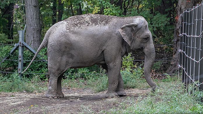 Is this elephant being ‘illegally imprisoned’? New York’s top court will decide
