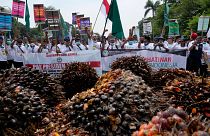 Des agriculteurs indonésiens manifestent contre la décision de bloquer les exportations d'huile de palme, Jakarta, 17 mai 2022.