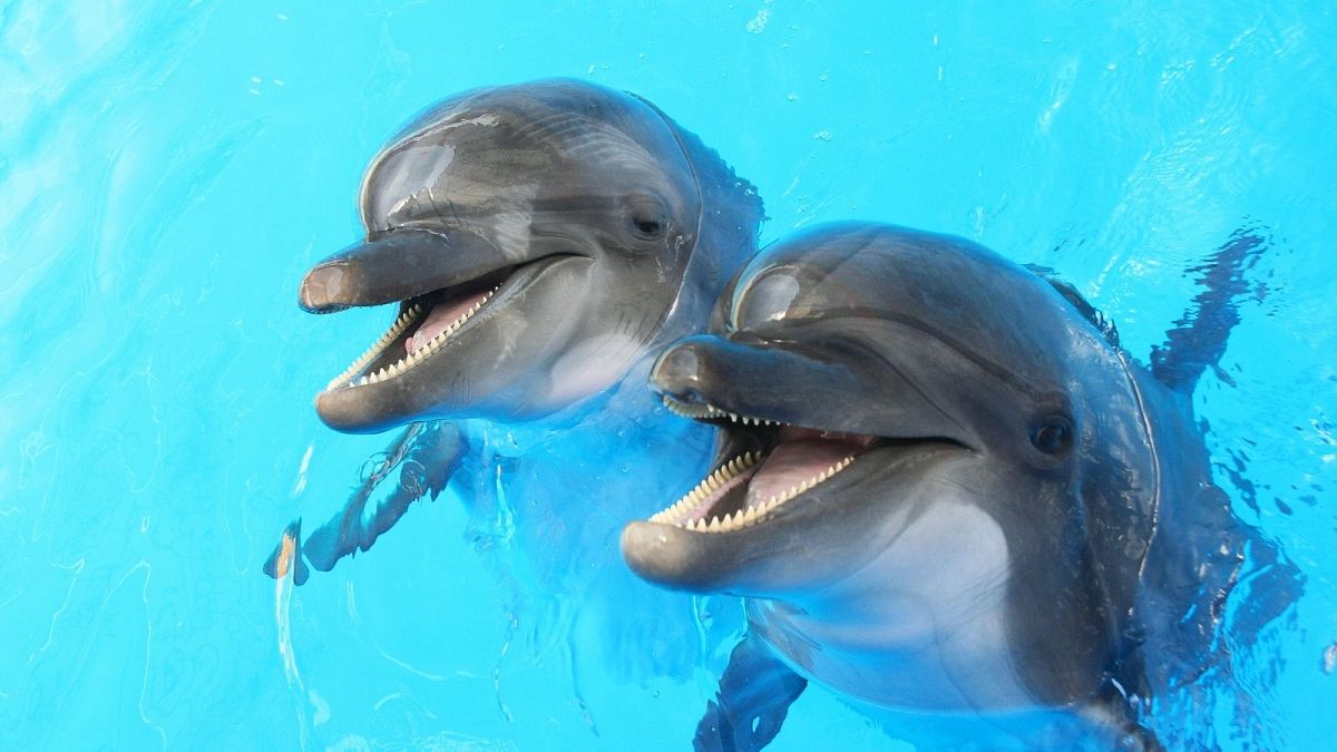 دلفین‌ها (عکس از آرشیو)