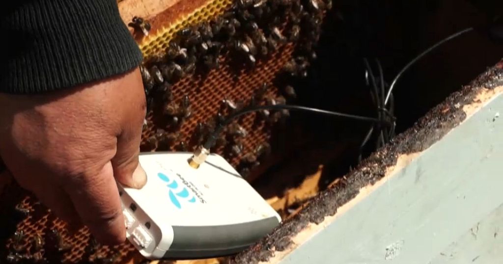 Tunisia: Beekeepers abuzz over smart device that gives early warning