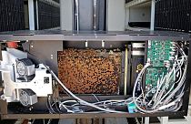A picture shows an automated beehive, part of the high-tech Beehome project, in Israel on May 14, 2022.