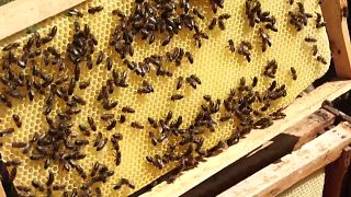 تكنولوجيا تونسية تساهم في تعزيز إنتاجية  مربي النحل