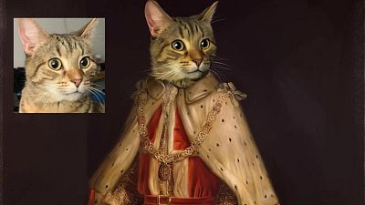 A regal kitten A regal kitten