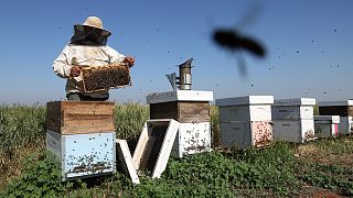 Kenya: Bees at risk from pesticides and habitat loss