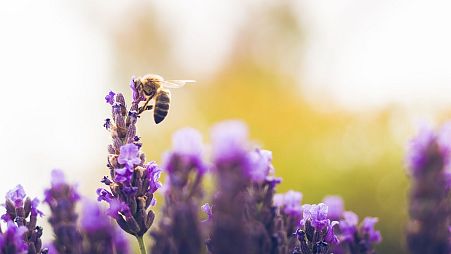 Check out these bee-friendly hotels this World Bee Day