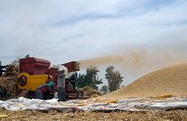 حصاد محصول القمح المحلي في مصر