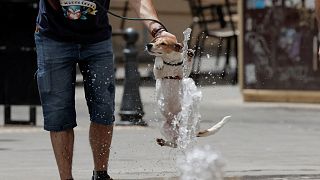 رجل يبرد كلبه بالمياه في نافورة في قرطبة بإسبانيا مع ارتفاع درجات الحرارة بشكل غير معتاد يوم السبت.