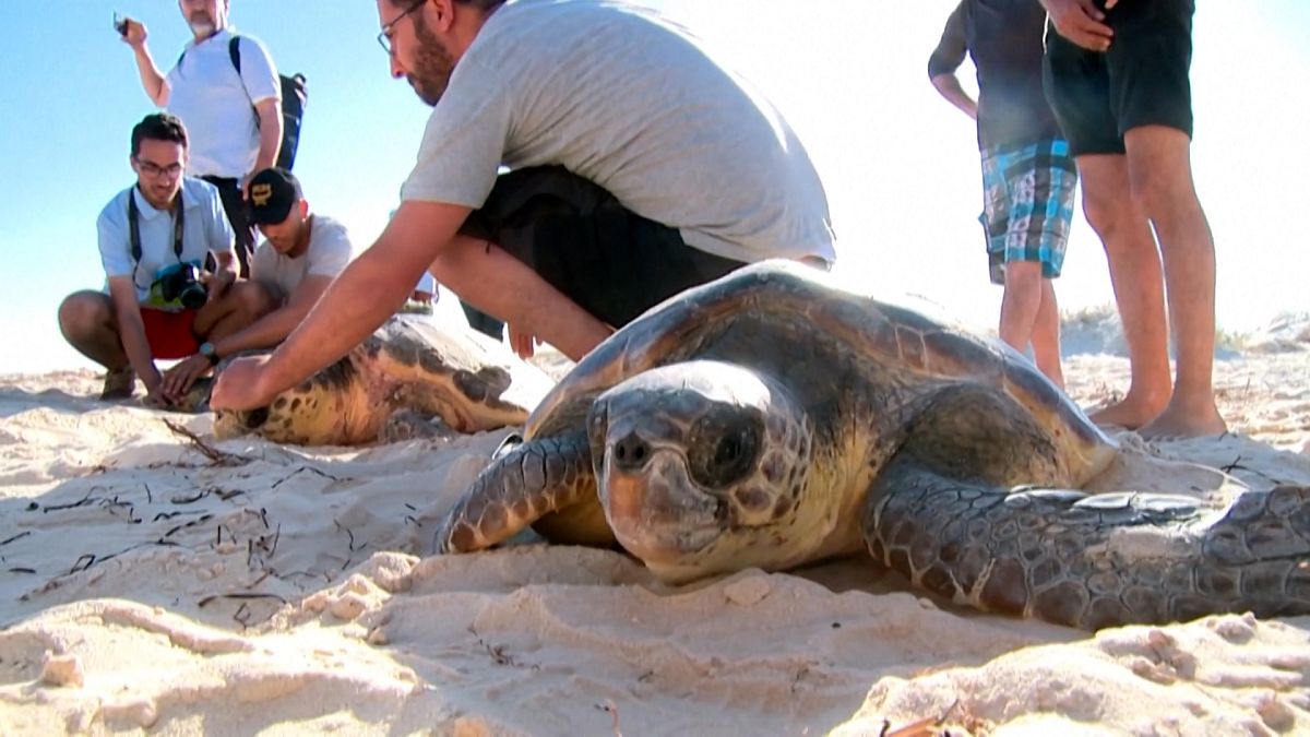Des tortues sur le point d'être relâchées en mer, en Tunisie, près de Sfax, 21/05/2022