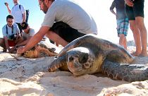 رهاسازی لاک‌پشت‌ها در تونس