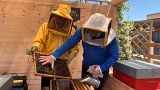 Rome's unlikely beekeepers in action