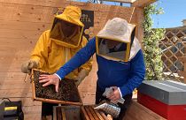 Méheket tart az olasz rendőrség egy római háztetőn - a rovarok a légszennyezés mérésében segítenek