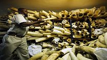Zimbabwe opens conference to promote sales of elephant ivory