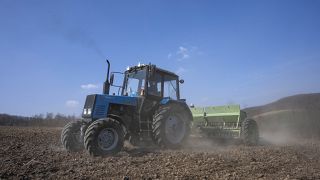 Workers plow wheat on the land belonging to Vasyl Pidhaniak, in Husakiv village, western Ukraine, Saturday, March 26, 2022.