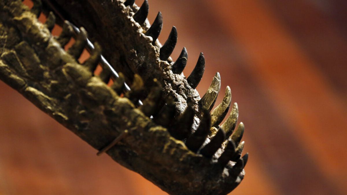 Απολίθωμα δεινόσαυρου σε έκθεση στη Γαλλία - φώτο αρχείου