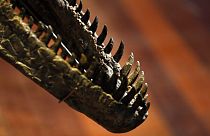 Απολίθωμα δεινόσαυρου σε έκθεση στη Γαλλία - φώτο αρχείου
