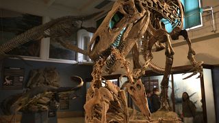 نسخة من حفرية لديناصور في متحف بالأرجنتين