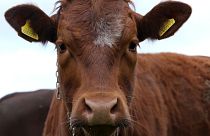 Kühe auf zaunlosen Weiden in Sussex