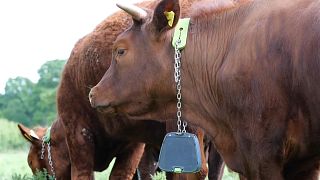 GPS-ошейник для коров