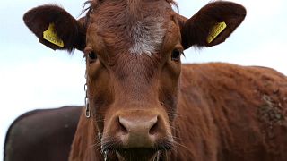 Kühe auf zaunlosen Weiden in Sussex