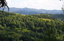 Abate de árvores na Roménia deixa apenas 20% das árvores antigas