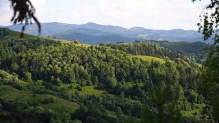 Румыния теряет леса